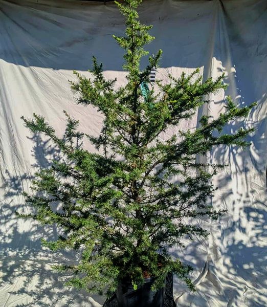 Cedrus libani 160+ cm